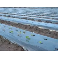 Folija TVK 12x60m 0,15 Crna TOAFR