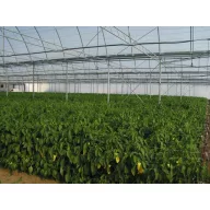 Folija TVK 12x60m 0,15 UV 1 godina S1N