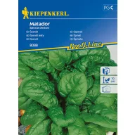 Špinat Matador Kiepenkerl za 6–8 cm
