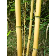 Bambusov kolac 180 cm 12-14 mm