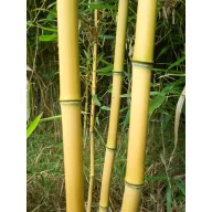 Bambusov kolac 180 cm 14-16 mm