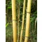 Bambusov kolac 150 cm 16-18 mm