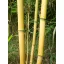 Bambusov kolac 150 cm 16-18 mm