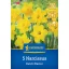 Cvjetna lukovica narcis Dutch Master Kiepenkerl 5 kom
