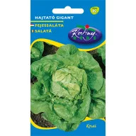 Glavata salata Hajtató Gigant 2g