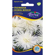 Aster s igličastim laticama bijeli 1 g