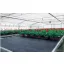 Agrotekstila crna 100 g/m² 1,65 m x 100 m