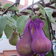 Mreža protiv osa 50 kom