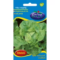 Zimska maslena glavica salate 2,5 g