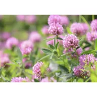 Crvena djetelina 1 kg