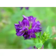 Lucerna Giulia 25 kg