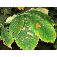   Feromonska zamka za minirajućeg moljca listova divljeg kestena Deltastop