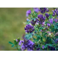 Lucerna Szarvasi AS5 5 kg