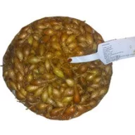 Sadni luk iz Makoa 5 kg