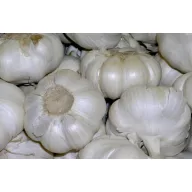 Sjemenski češnjak 5 kg