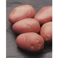 Sjetveni gomolj krumpira Cleopatra 1 kg (cca. 32 kom)