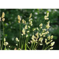 Grudasta hrana za pse 15 kg