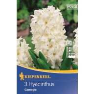 Lukovice zumbula Jácint Carnegie Kiepenkerl 3 kom