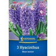 Lukovica zumbula Blue Jacket Kiepenkerl 3 kom