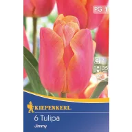Lukovice tulipana Triumph Jimmy, 5 kom Kiepenkerl