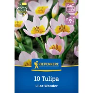 Lukovice tulipana 'Lilac Wonder' Kiepenker 10 kom