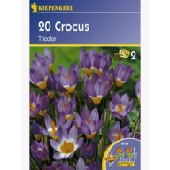 Botanička lukovica krokusa, Kiepenkerl Tricolor 20 kom