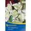 Lukovica visibabe Flore Pleno Kiepenkerl 15 kom
