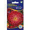 Jesenski aster Prinzess crvena 1 g