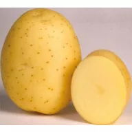 Sadbени gomolj krumpira Marabel 50 kom