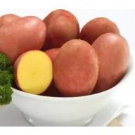 Sjemenski krumpir Red Fantasy 50 kom