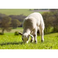 Sjeme trave za pašnjak Savanna mješavina 25 kg