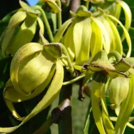Ylang-ylang (Cananga odorata) 5 kom.