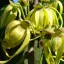 Ylang-ylang (Cananga odorata) 5 kom.