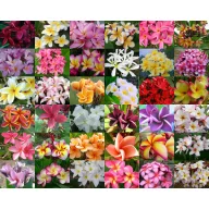 Frangipáni (Plumeria rubra) 5 sjemenki