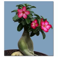 Pustinjska ruža (Adenium obesum) 5 sjemenki