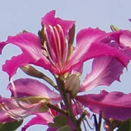   Orhidejno stablo s ljubičastim cvjetovima (Bauhinia purpurea) 5 sjemenki