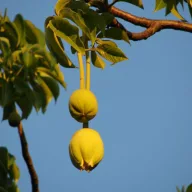 Majmunov kruš (Adansonia digitata) 5 sjemenki