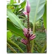   Ljubičasta banana (Musa ornata) ljubičasti cvijet 5 sjemenki