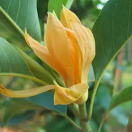 Magnolija (Magnolia champaca) 5 komada