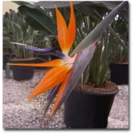 Narančasta strelicija (Strelitzia reginae) 5 kom.