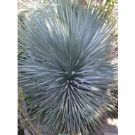 Kljunasta juka (Yucca rostrata) 5 kom