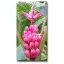 Pink banana (Musa velutina) 5 sjemenki