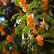Opojni mirisni grm (Osmanthus fragrans) 5 kom