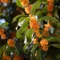 Opojni mirisni grm (Osmanthus fragrans) 5 kom