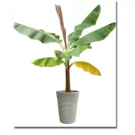 Šarenolisna banana (Musa sikkimenis) 3 kom