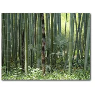 Moso bambus (Phyllostachys pubescens) 5 komada