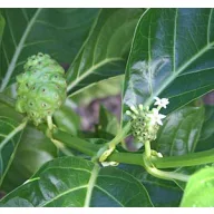 Noni (Morinda citrifolia) 5 kom