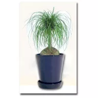 Buzogányfa (Beaucarnea recurvata) 5 komada