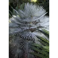 Patuljasta palma (Chamaerops humilis) 5 sjemenki