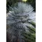 Patuljasta palma (Chamaerops humilis) 5 sjemenki